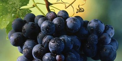 Uvas moradas